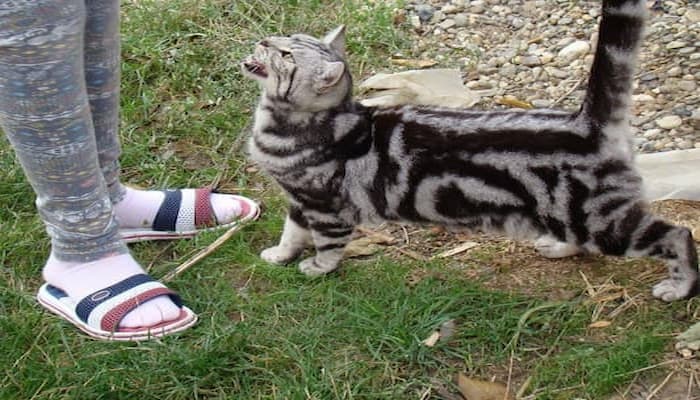 giá mua mèo tabby hiện nay là bao nhiêu