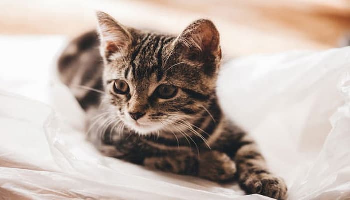 có thể mua mèo tabby ở đâu
