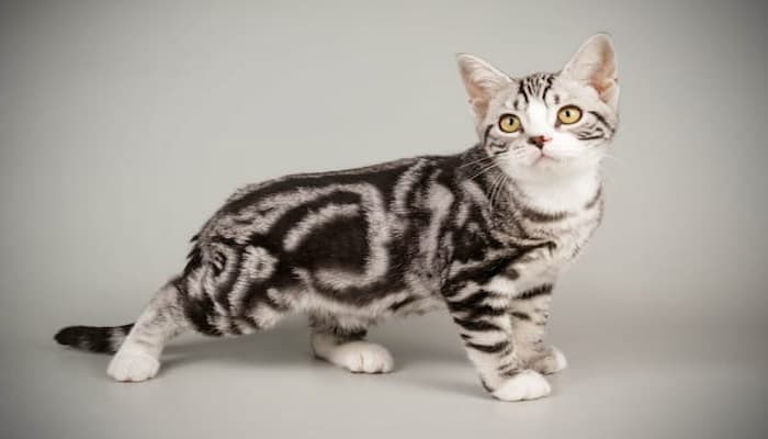 đặc điểm ngoại hình của mèo tabby