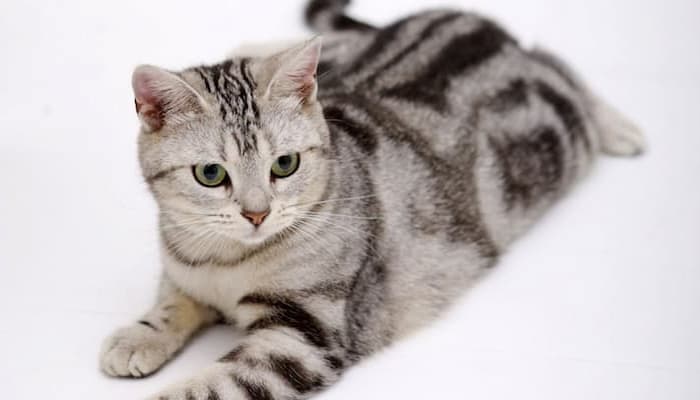 đặc điểm tính cách của mèo tabby