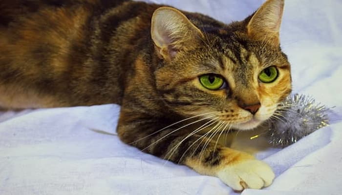 mèo torbie tabby