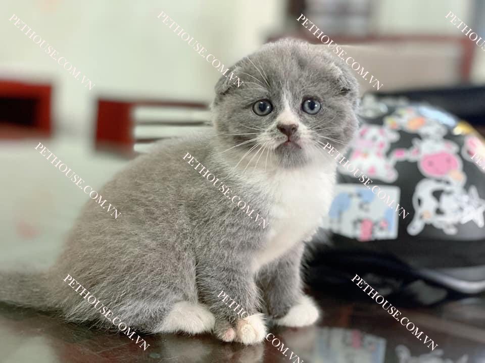 Mèo Scottish Fold ( nguồn sưu tầm )