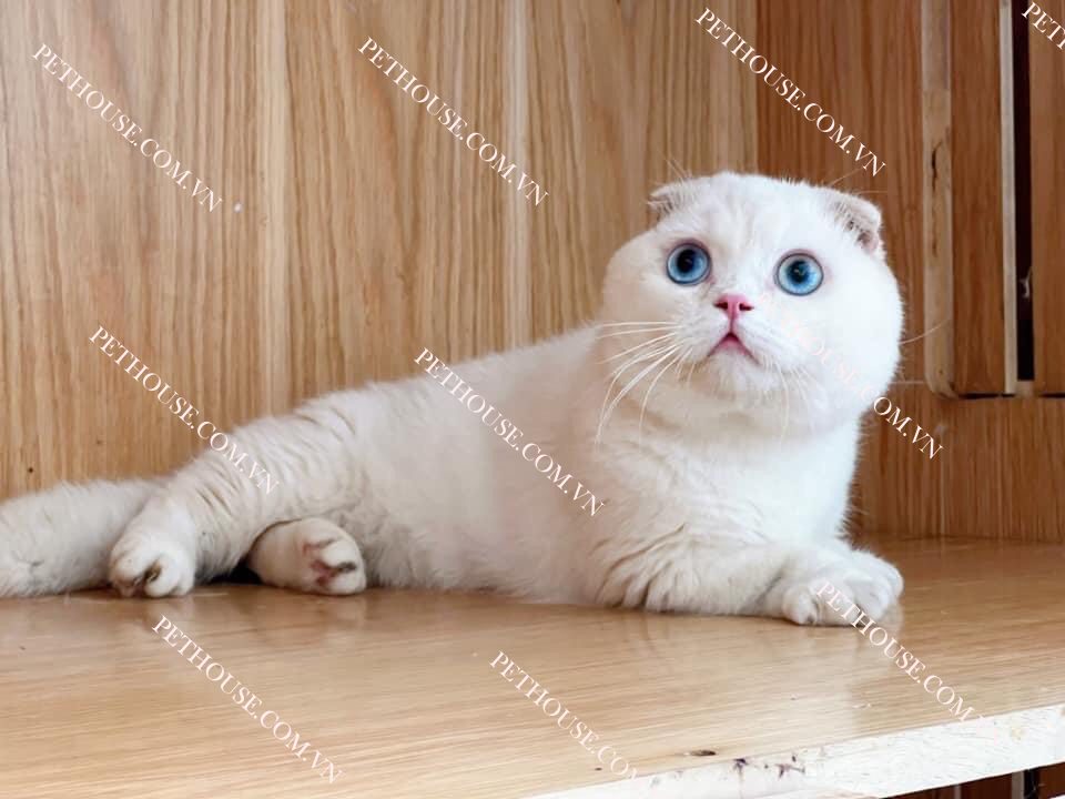 Mèo Scottish Fold ( nguồn sưu tầm )