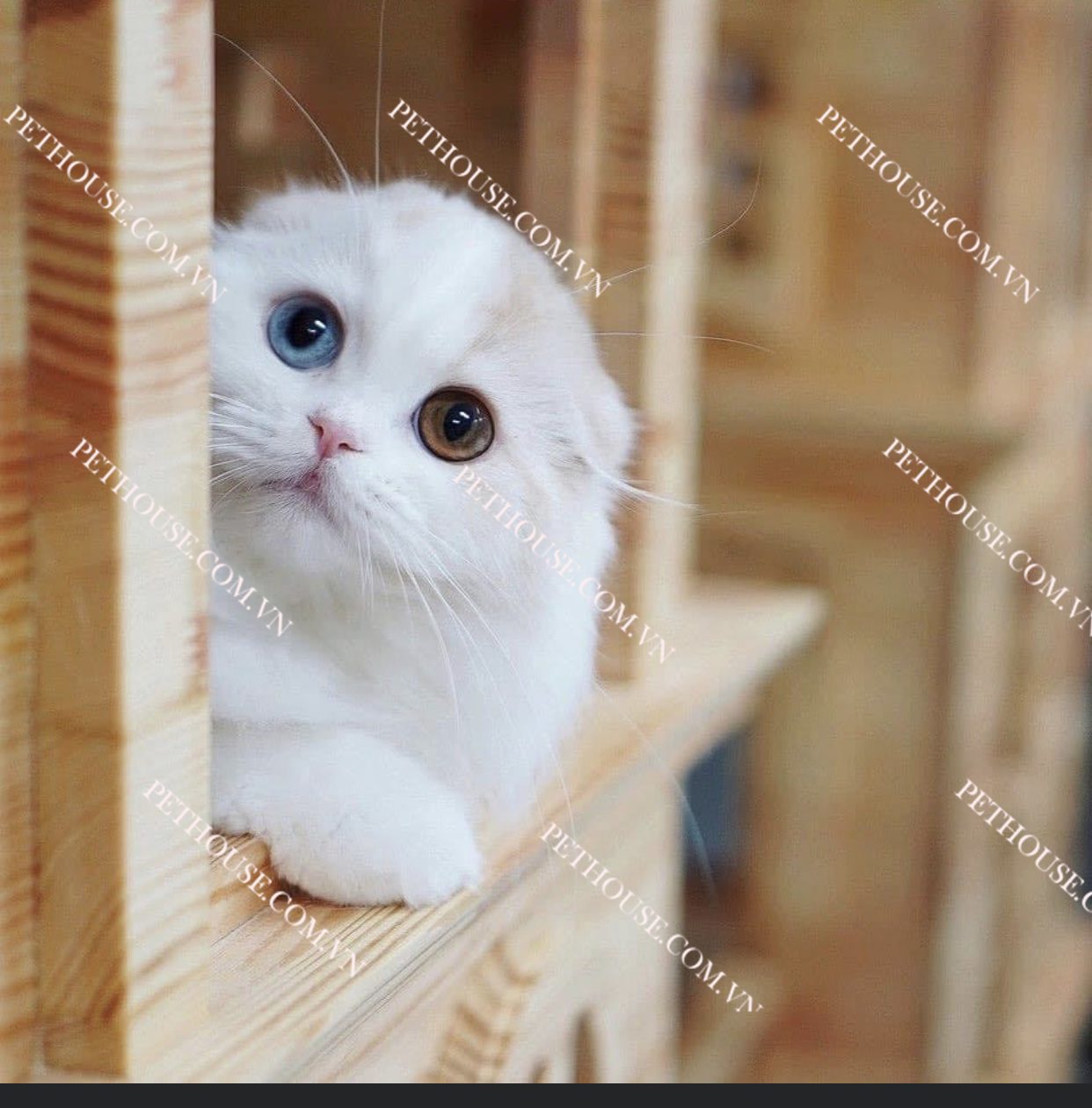 Mèo Scottish Fold ( nguồn sưu tầm )
