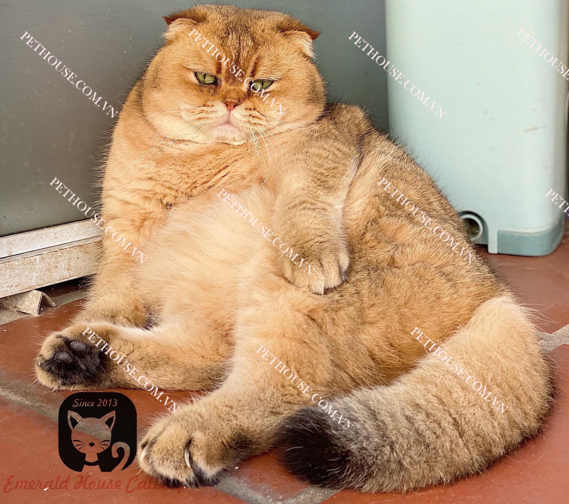 Mèo Scottish Fold ( nguồn sưu tầm )