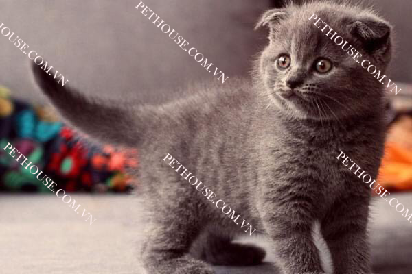 Mèo Scottish Fold ( nguồn sưu tầm )