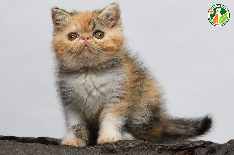 Mèo ba tư lông ngắn