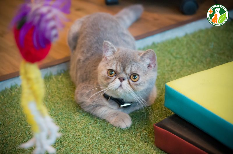 Mèo ba tư lông ngắn