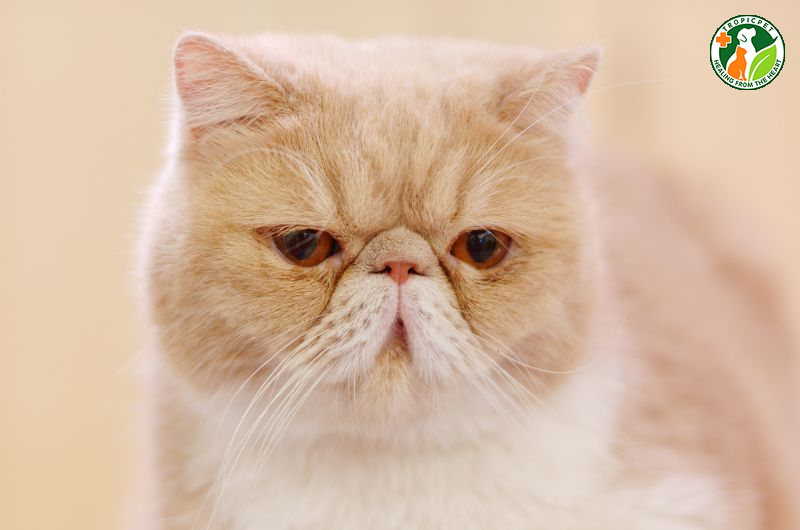 Mèo ba tư lông ngắn