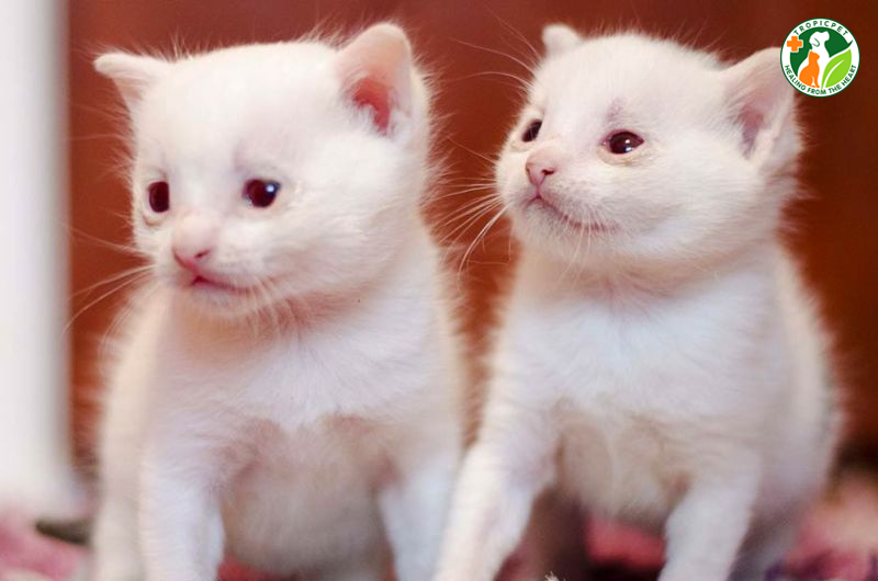 Mèo bạch tạng là bị gì? Chăm sóc mèo bạch tạng như thế nào?