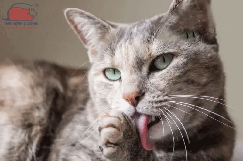 mèo bị hôi miệng