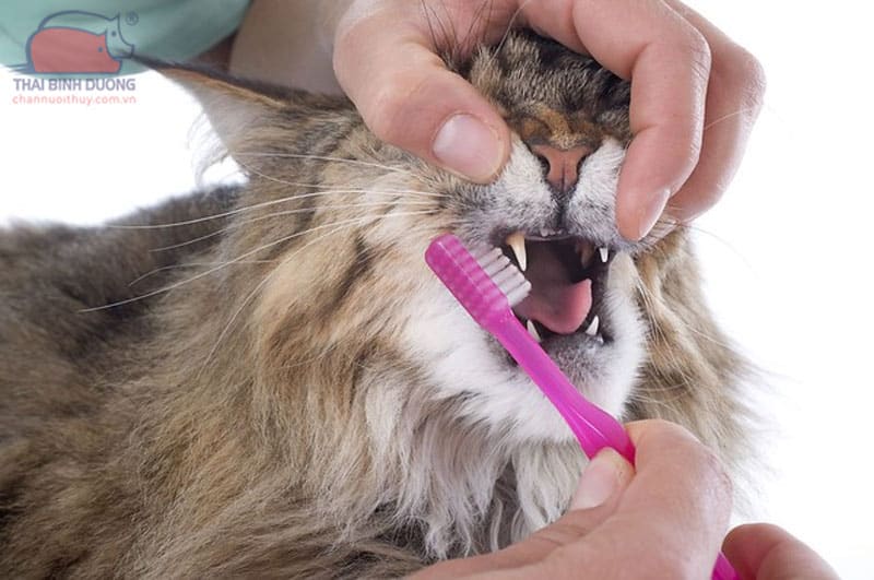 ve sinh rang mieng cho meo