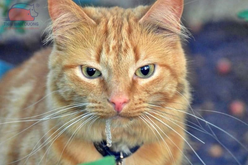 Mèo bị chảy nước dãi có mùi hôi miệng là bệnh gì?