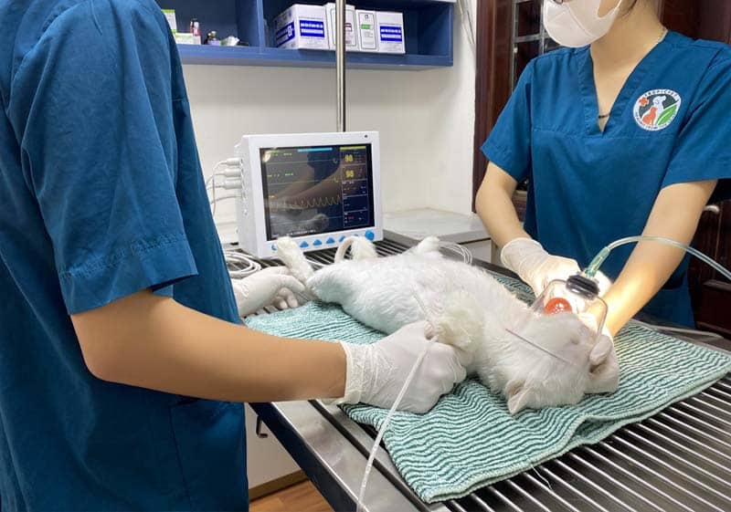 Cấp cứu mèo ăn phải bả