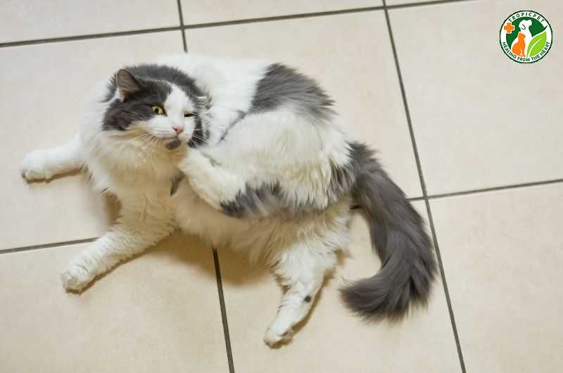 Mèo bị rụng lông gãi nhiều