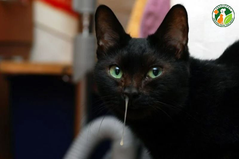 Mèo bị sổ mũi có liên quan đến bệnh lý nguy hiểm hay không?