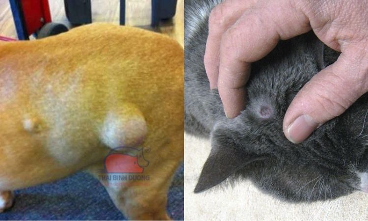 Chó mèo bị nổi cục dưới da và cách chữa trị