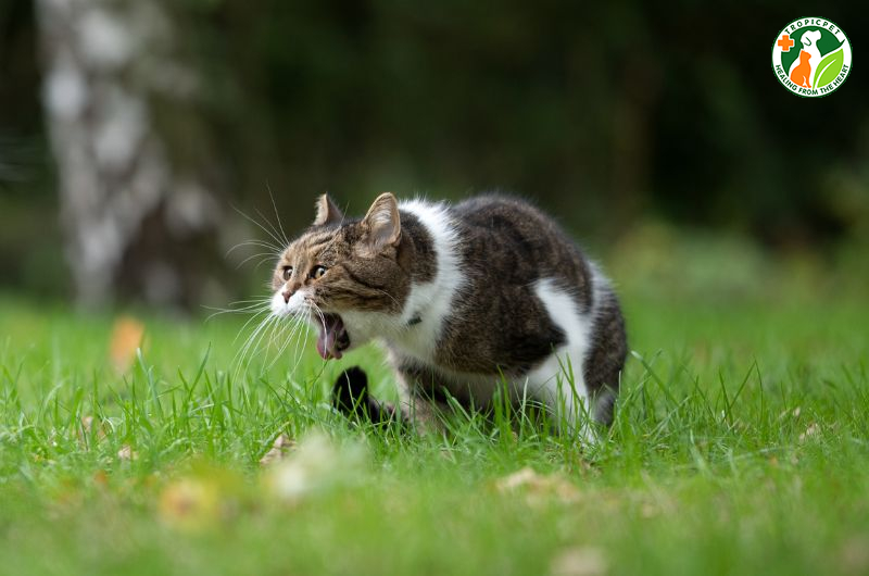 Mèo bị chảy dãi