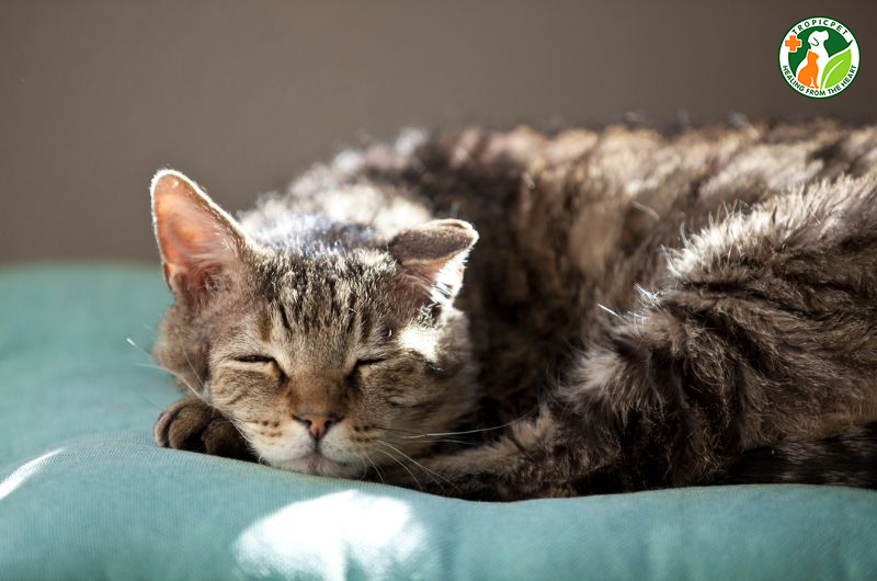 Mèo bị chảy dãi