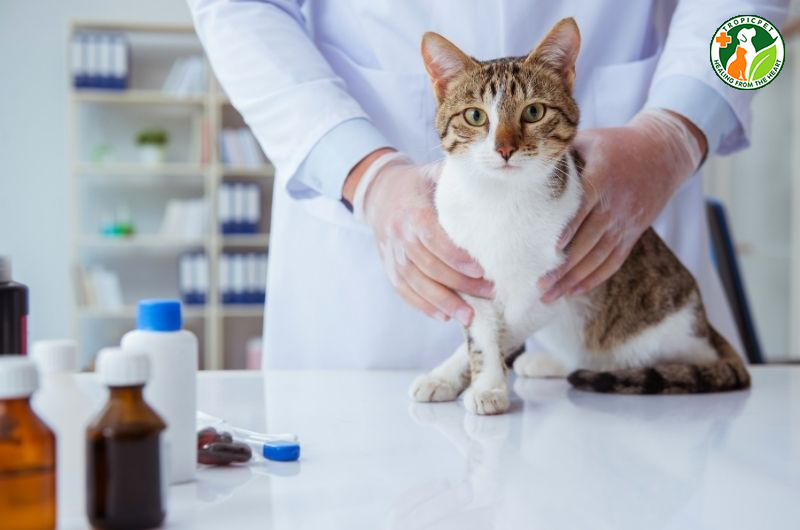 Mèo bị chảy dãi