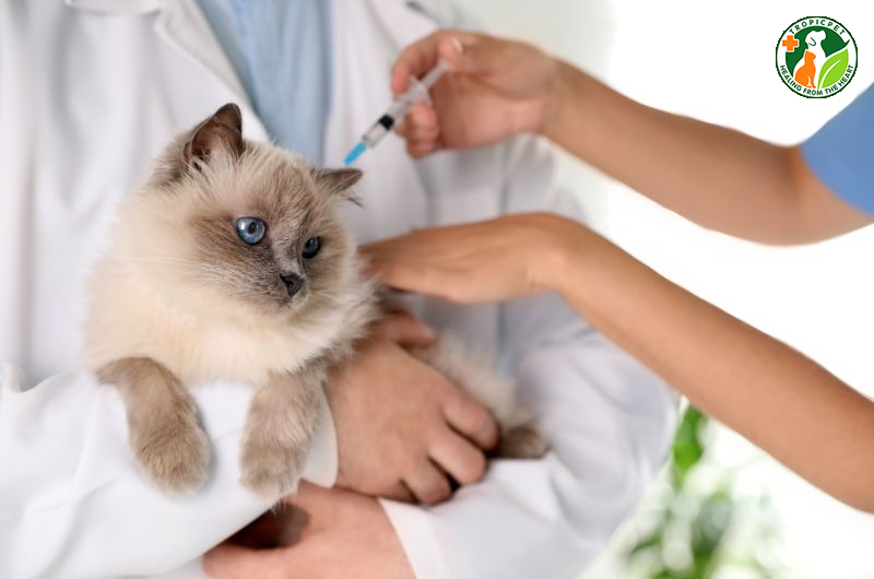 Mèo bị chảy dãi