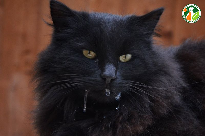 6 nguyên nhân khiến mèo bị chảy dãi và cách xử lý