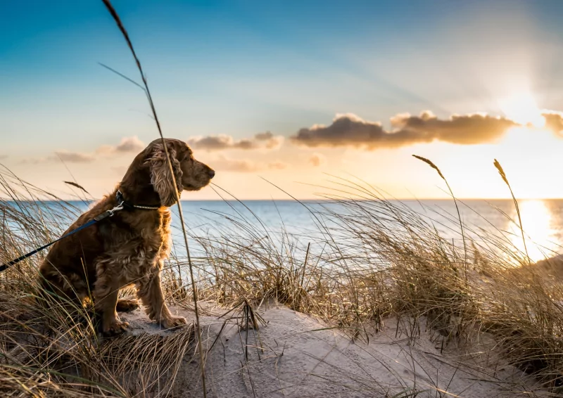 Quan niem chon cat cho meo sau khi chet theo tam linh