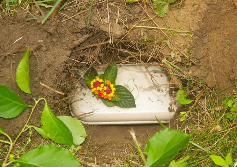 Chon cat cho meo sau khi chet theo giai thich khoa hoc