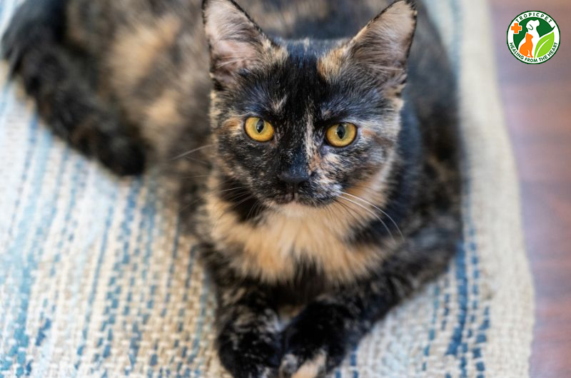 Giải mã những bí mật về bộ lông lem nhem của mèo đồi mồi