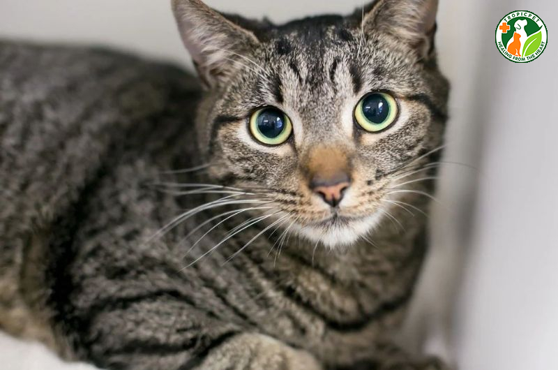 Đồng tử mèo giãn to