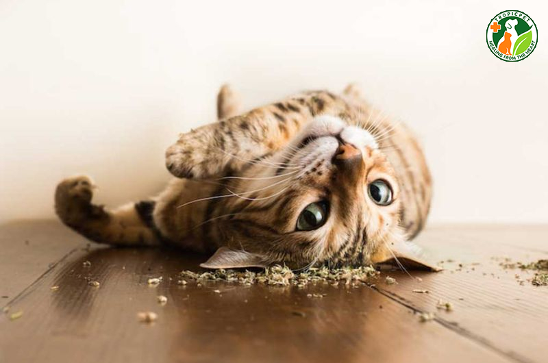 Đồng tử mèo giãn to