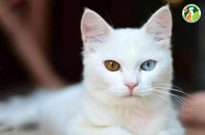 Đồng tử mèo giãn to