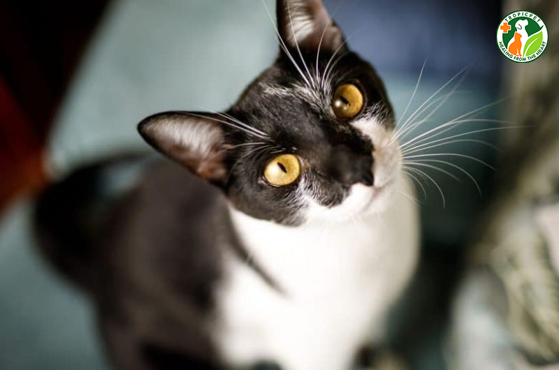 Đồng tử mèo giãn to