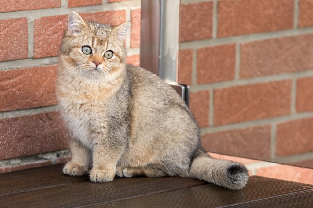 Mèo Tai Cụp Golden Ny11