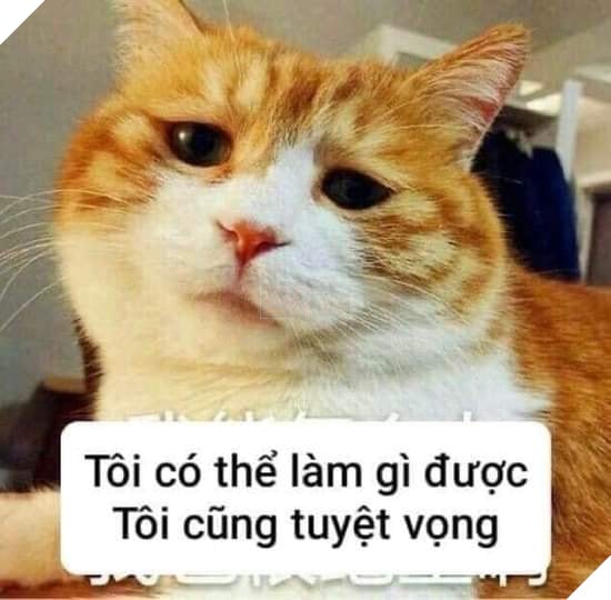 Mèo nói tôi có thể làm gì được, tôi cũng tuyệt vọng