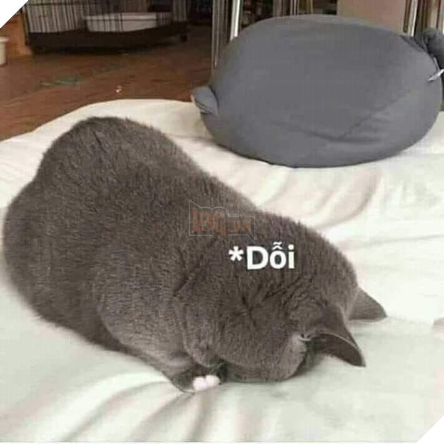 Mèo xám úp mặt xuống nệm dỗi