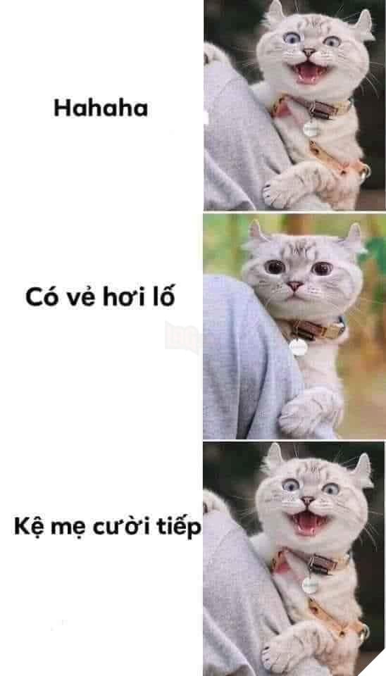 Mèo cười haha nhận ra hơi lố nhưng vẫn kệ mẹ cười tiếp
