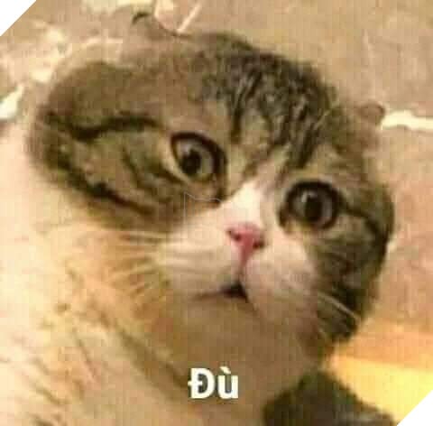 Mèo trố mắt ngạc nhiên nói đù
