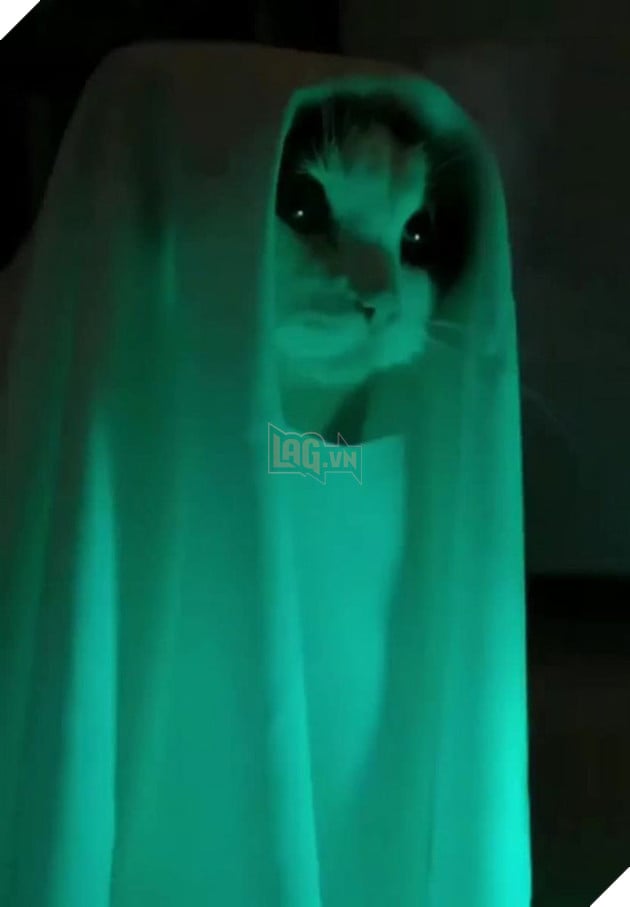 Chú mèo ác quỷ ma sơ trùm khăn trắng