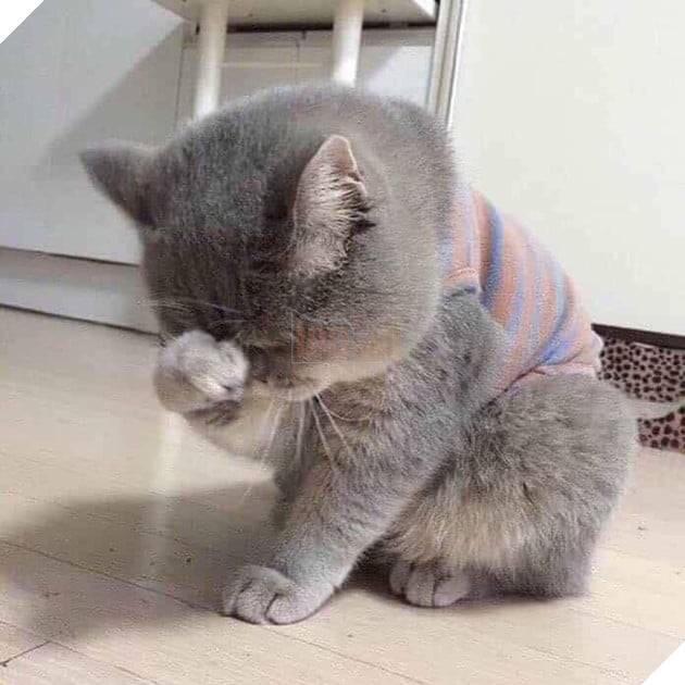 Chú mèo mũm mĩm ôm mặt thất vọng