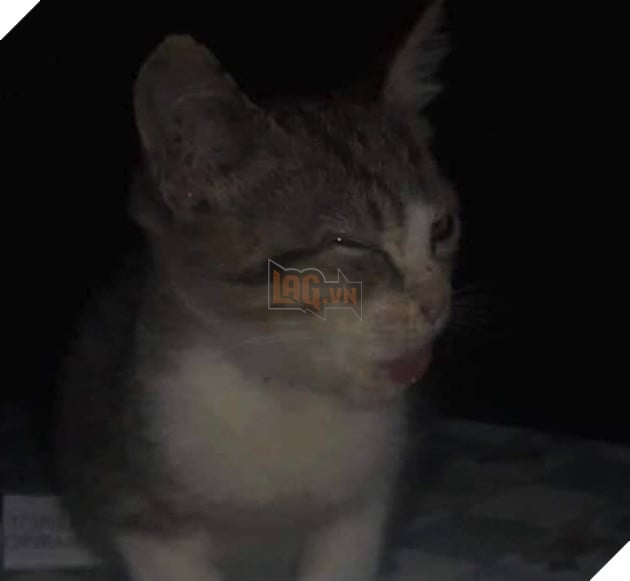 Chú mèo có khuôn mặt giống Leonardo DiCaprio