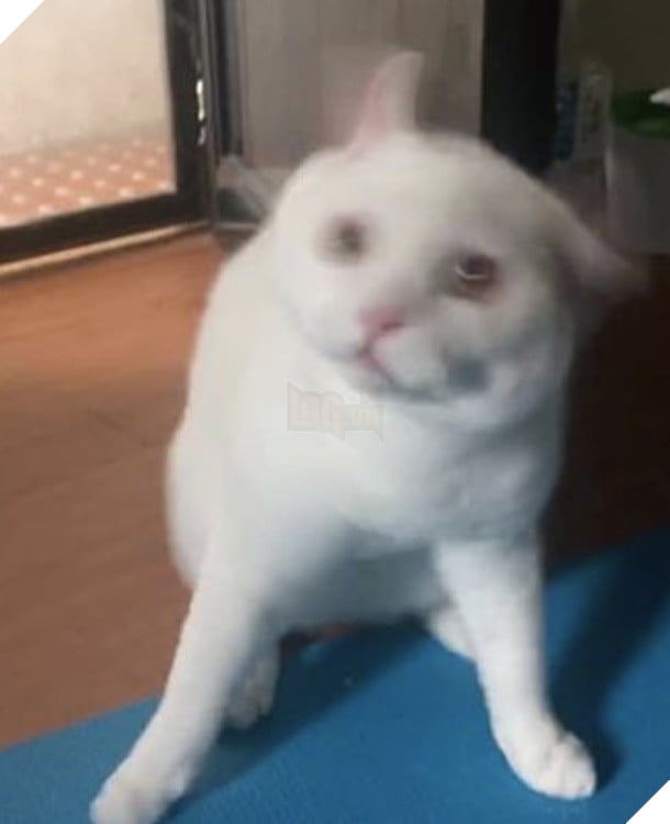 Mèo trắng lắc đầu trông như đang ngáo đá