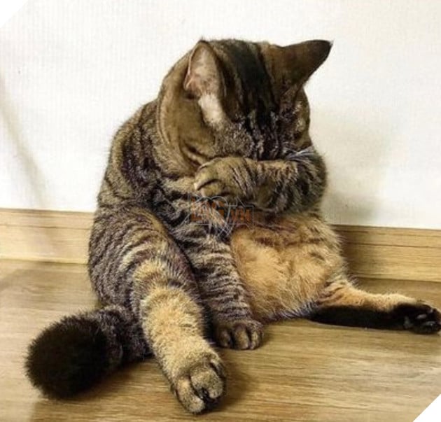 Mèo xám đưa chân lau nước mắt, mèo xám khóc