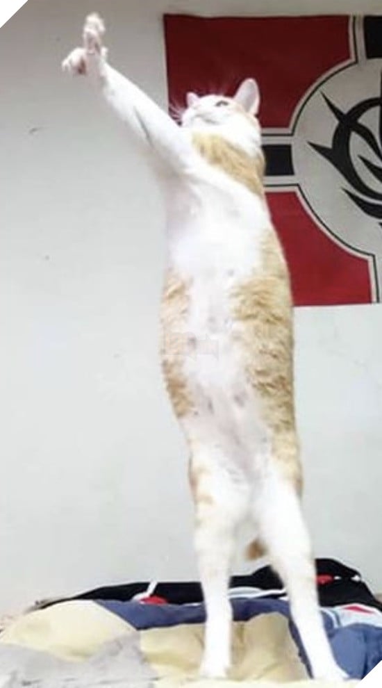 Chú mèo chụm 2 chân chưởng Kame Joko