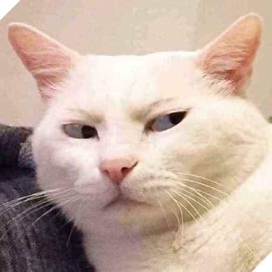 Hình ảnh chú mèo trắng lườm nguýt