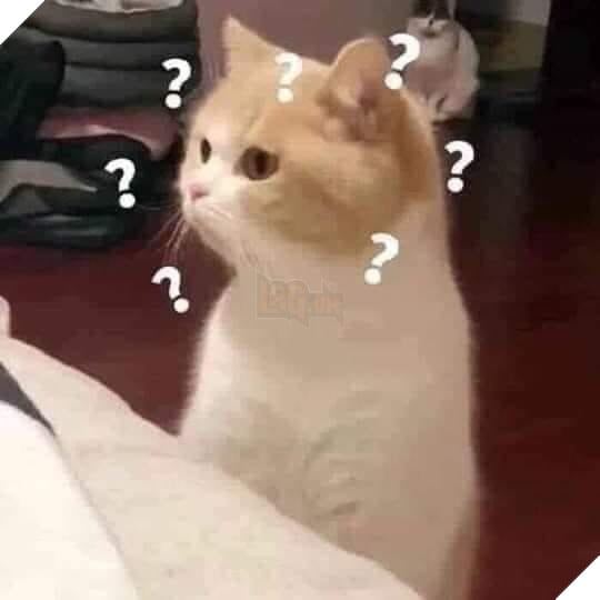 Mèo đáng yêu ngơ ngác với nhiều dấu hỏi
