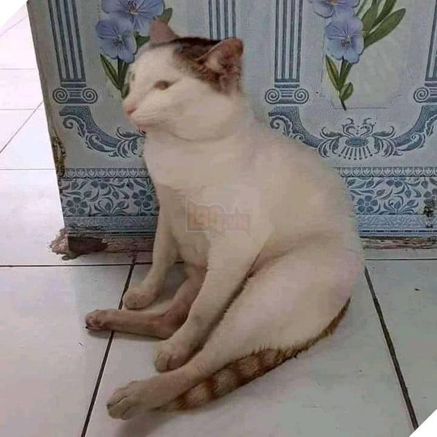 Chú mèo có dáng ngồi giống chú chó Cheems