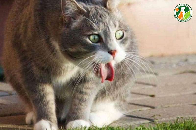 Dấu hiệu nhận biết mèo thở gấp