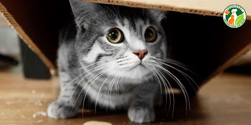 Mèo thở gấp do căng thẳng, sợ hãi