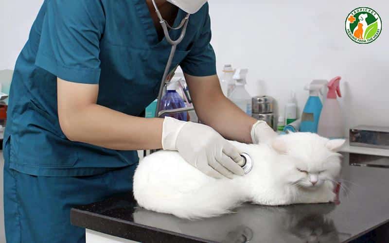 Khám hô hấp mèo tại tropicpet